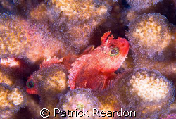 A pair of what I believe are pygmy scorpionfish.  (Input ... by Patrick Reardon 